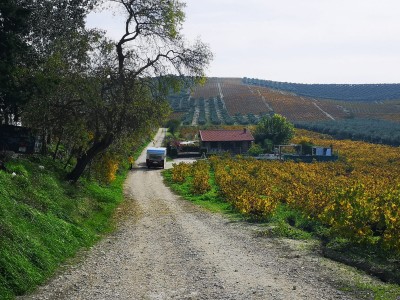 Paisaje vitivinícola de Montilla