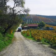 Paisaje Vinedo